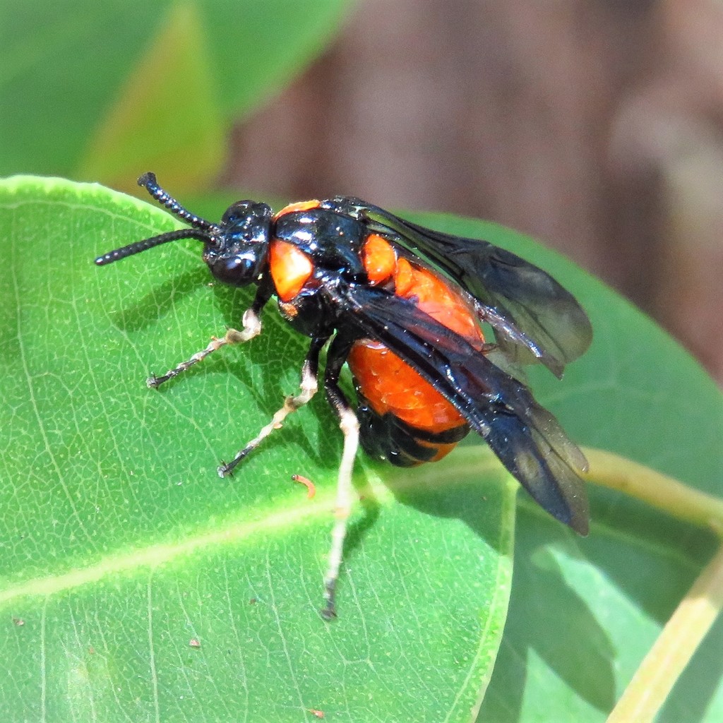 Lophyrotoma