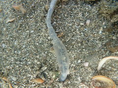 Taeniogyrus dendyi
