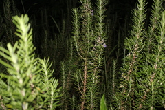 Salvia rosmarinus