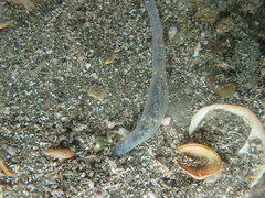 Taeniogyrus dendyi