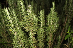 Salvia rosmarinus