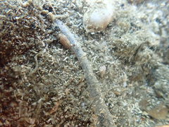 Taeniogyrus dendyi