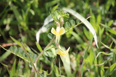 Vicia hybrida