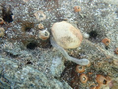 Taeniogyrus dendyi