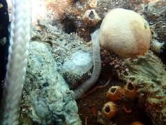 Taeniogyrus dendyi