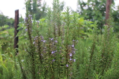 Salvia rosmarinus