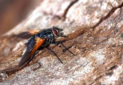 Chetogaster violacea-viridis