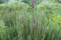 Salvia rosmarinus