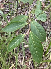 Glochidion sumatranum