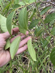 Glochidion sumatranum