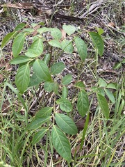 Glochidion sumatranum