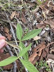 Flemingia parviflora