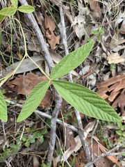Flemingia parviflora