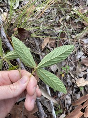 Flemingia parviflora