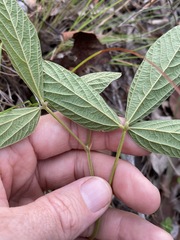Flemingia parviflora