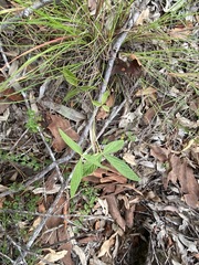Flemingia parviflora