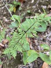 Cheilanthes sieberi sieberi