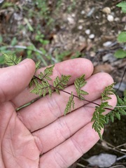 Cheilanthes sieberi sieberi