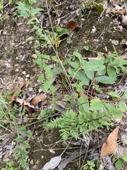 Cheilanthes sieberi sieberi