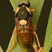 Perga affinis - Photo (c) Edithvale-Australia Insects and Spiders, algunos derechos reservados (CC BY-NC), subido por Edithvale-Australia Insects and Spiders