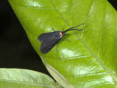 Pollanisus subdolosa