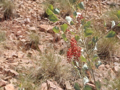 Grevillea wickhamii