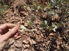 Grevillea wickhamii
