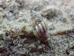 Cominella quoyana