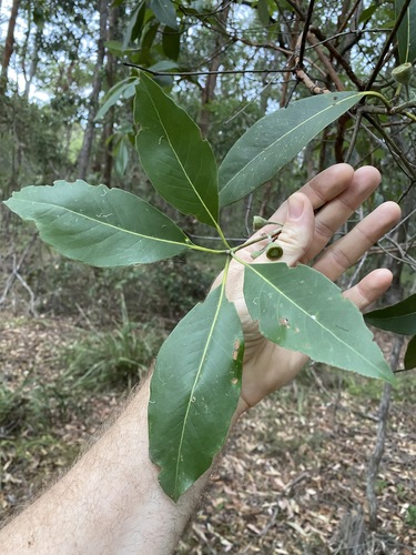 Lophostemon confertus