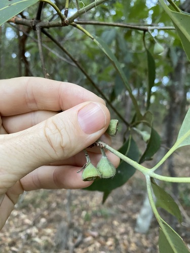 Lophostemon confertus