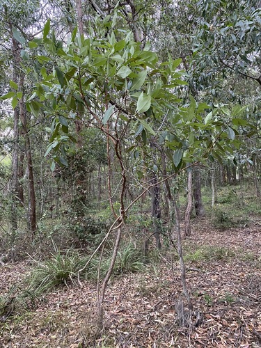 Lophostemon confertus