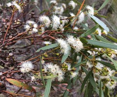 Eucalyptus leptophylla