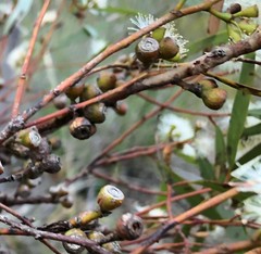 Eucalyptus leptophylla