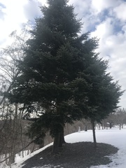 Picea jezoensis
