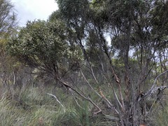 Eucalyptus leptophylla