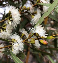 Eucalyptus leptophylla