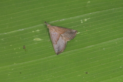 Hypena porrectalis