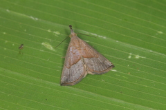 Hypena porrectalis