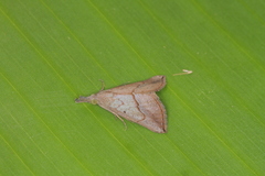 Hypena porrectalis