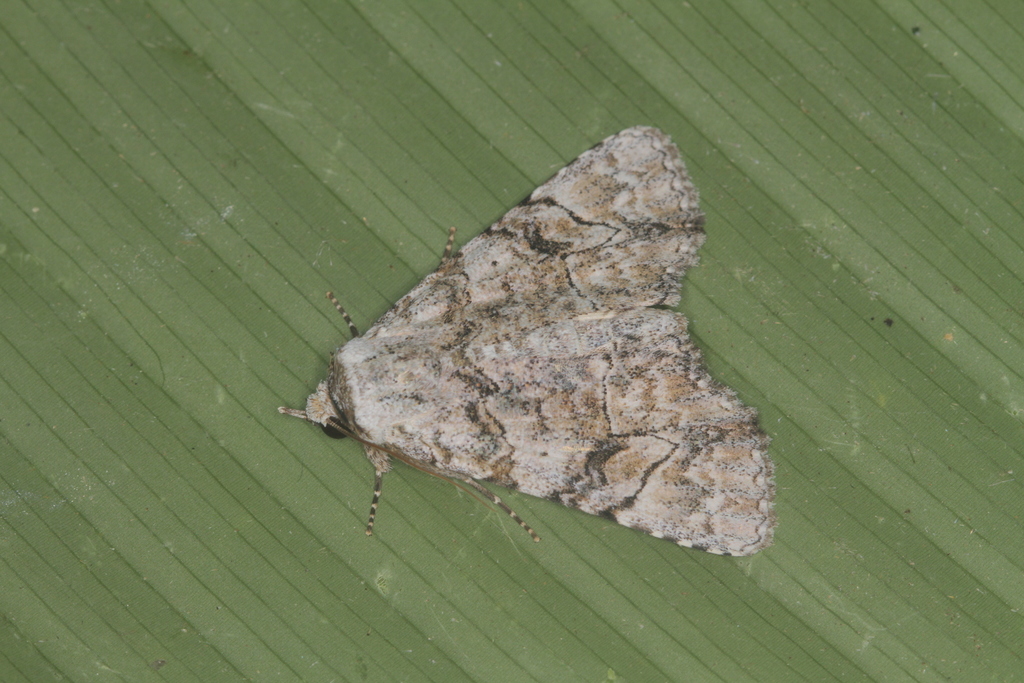 Orodesma ameria