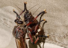 Platagarista macleayi