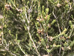 Melaleuca brevifolia