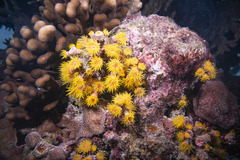 Cladopsammia gracilis