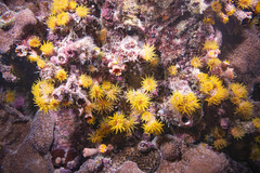 Cladopsammia gracilis