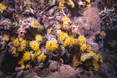 Cladopsammia gracilis