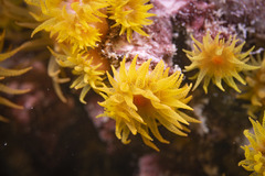 Cladopsammia gracilis