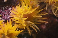 Cladopsammia gracilis