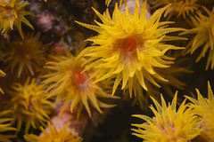 Cladopsammia gracilis