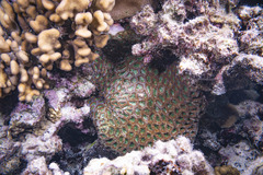 Acanthastrea