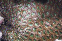 Acanthastrea
